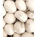 Champiñon blanco